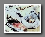 [Click to enlarge image]